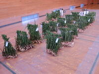 小中学校で集まった生姜