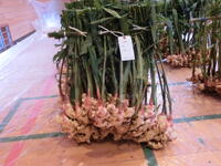 27㌔超えの生姜