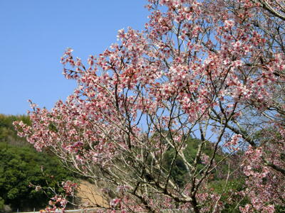 校舎西側の寒桜