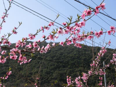 陣内地区の桃の木