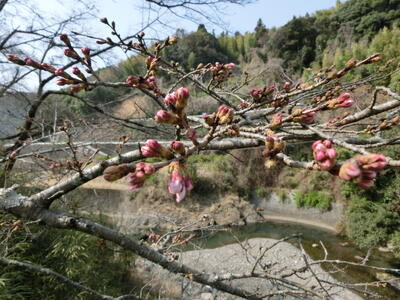 校舎東側橋の上からの桜