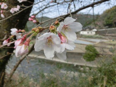 生徒昇降口前の桜