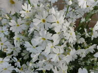 サクラソウ（白）