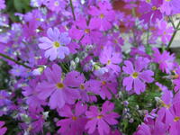 サクラソウ（赤）