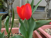 チューリップ