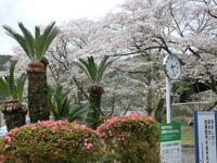 入口ロータリー付近