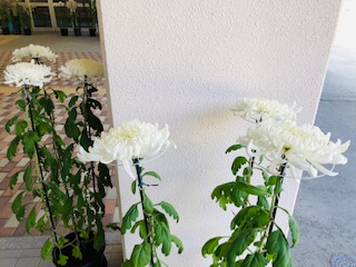 産山学園の菊の花
