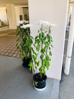 産山学園の菊の花